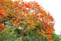 Caesalpinia pulcherrima flower