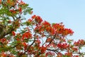 Caesalpinia pulcherrima flower tree Royalty Free Stock Photo