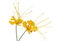 Caesalpinia pulcherrima flower