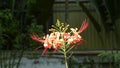 Caesalpinia pulcherrima flowers at Sa dec town, Thap, Vietnam