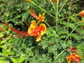 Caesalpinia Pulcherrima or Peacock Flower Royalty Free Stock Photo