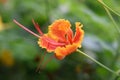 Caesalpinia pulcherrima is a plant native to Asia and Africa. red to orange and yellow peacock flowers against a green leaf Royalty Free Stock Photo