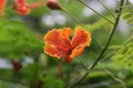 Caesalpinia pulcherrima is a plant native to Asia and Africa. red to orange and yellow peacock flowers against a green leaf Royalty Free Stock Photo