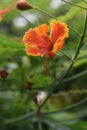 Caesalpinia pulcherrima is a plant native to Asia and Africa. red to orange and yellow peacock flowers against a green leaf Royalty Free Stock Photo