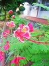 One of the tropical flowers, Caesalpinia pulcherrima or better known as the Peacock flower Royalty Free Stock Photo