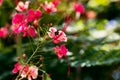 Caesalpinia pulcherrima red bird of paradise flower close up Tobago Royalty Free Stock Photo