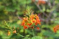 Caesalpinia pulcherrima or Royal Poinciana or Peacock Flower in garden. Cambodia. Royalty Free Stock Photo