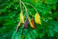 Caesalpinia Sappan (Biancaea) many small green leaves Royalty Free Stock Photo