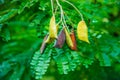 Caesalpinia Sappan (Biancaea) many small green leaves Royalty Free Stock Photo