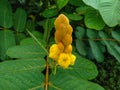 Caesalpinia Sappan Flower on blurred green background close up. High quality photo Royalty Free Stock Photo