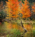 Caesar Creek Autumn