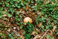 Caesar mushroom - Amanita caesarea in the grass in the autumn forest. Edible fungus of the Amanitaceae family -