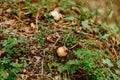 Caesar mushroom - Amanita caesarea in the grass in the autumn forest. Edible fungus of the Amanitaceae family -