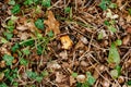 Caesar mushroom - Amanita caesarea in the grass in the autumn forest. Edible fungus of the Amanitaceae family -