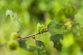 Caesar weed plant with blur background Royalty Free Stock Photo