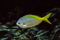 Caesio teres fish under water. Cesium yellow-back fusilier