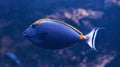 Caesio teres fish. Underwater close up view of tropical animals. Life in ocean