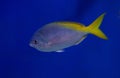 Caesio teres, the yellow and blueback fusilier