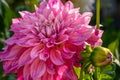 Cafe Au Lait Royal Dahlia. Beautiful large dinnerplate dahlia flower head. Ornamental cutting garden. Royalty Free Stock Photo