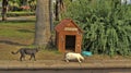 Cafe for feeding stray cats Royalty Free Stock Photo