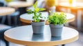 Cafe Herbs Plants Table Sunny Outdoor Decor Royalty Free Stock Photo