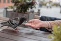 A cafe visitor feeds a dove with a bun from his hand. Breakfast in a cafe