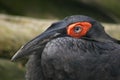 Cafer or Southern Ground Hornbil