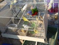 cage and an Ara parrot with a blue head and green feathers for sale in the pet shop Royalty Free Stock Photo