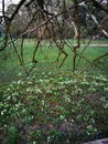 cage of branches over snowdrops