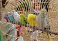 Cage with colorful parrots