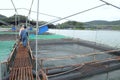 Cage culture of sturgeon fish in Tuyen Lam lake. Several species of sturgeons are harvested for their roe, which is made into