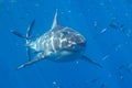 Great white shark diving in Mexico