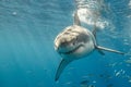 Cage Diving with Great White Sharks in Mexico Royalty Free Stock Photo