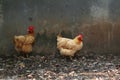 Cage free rooster and chicken Royalty Free Stock Photo