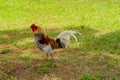 Cage free rooster Royalty Free Stock Photo