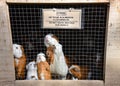 Guinea pigs at a farm in Ollantaytambo, Cusco, Peru Royalty Free Stock Photo