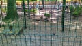 Cage with pheasants in city zoo