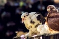 Cage with pigeon chicks at street market in Egypt