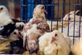 Cage with pigeon chicks at street market in Egypt Royalty Free Stock Photo