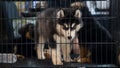 In a cage that a Siberian dog that was imprisoned