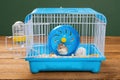 A cage with two small hamsters Royalty Free Stock Photo