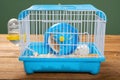 A cage with two small hamsters Royalty Free Stock Photo