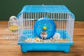 a cage with two small hamsters Royalty Free Stock Photo