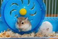 a cage with two small hamsters