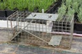 Cage type humane rat trap Royalty Free Stock Photo