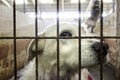 Caged and abandoned dogs