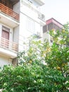 Caged balcony multistory house with grapefruit tree load of dark yellow pomelos hanging on branch ready to harvest in Hanoi,