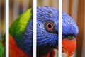 Caged Bird Royalty Free Stock Photo