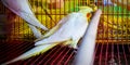 Caged bird Royalty Free Stock Photo