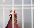 A Caged Bird In The Poultry Competition At An Agricultural Show